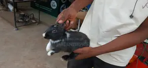 Rabbits for Breeding