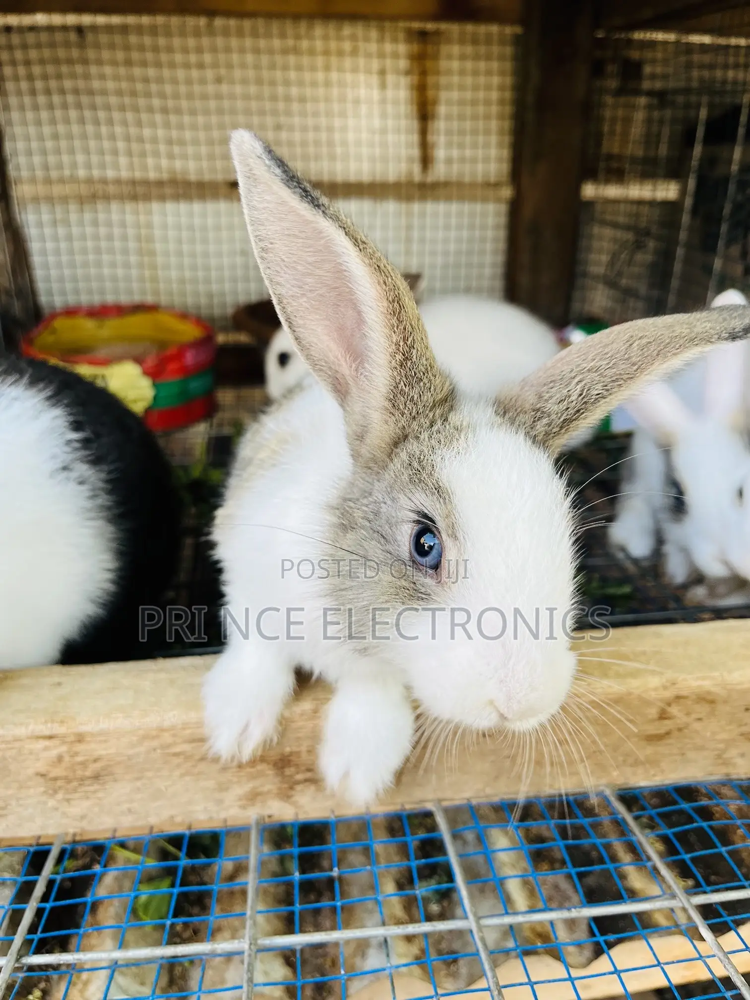 Rabbit for All