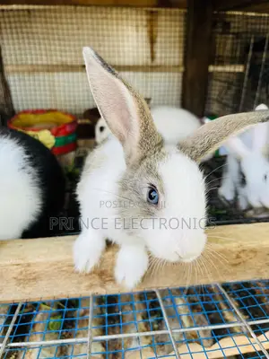 Rabbit for All