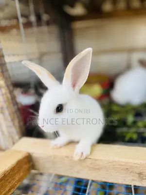 Rabbit for All