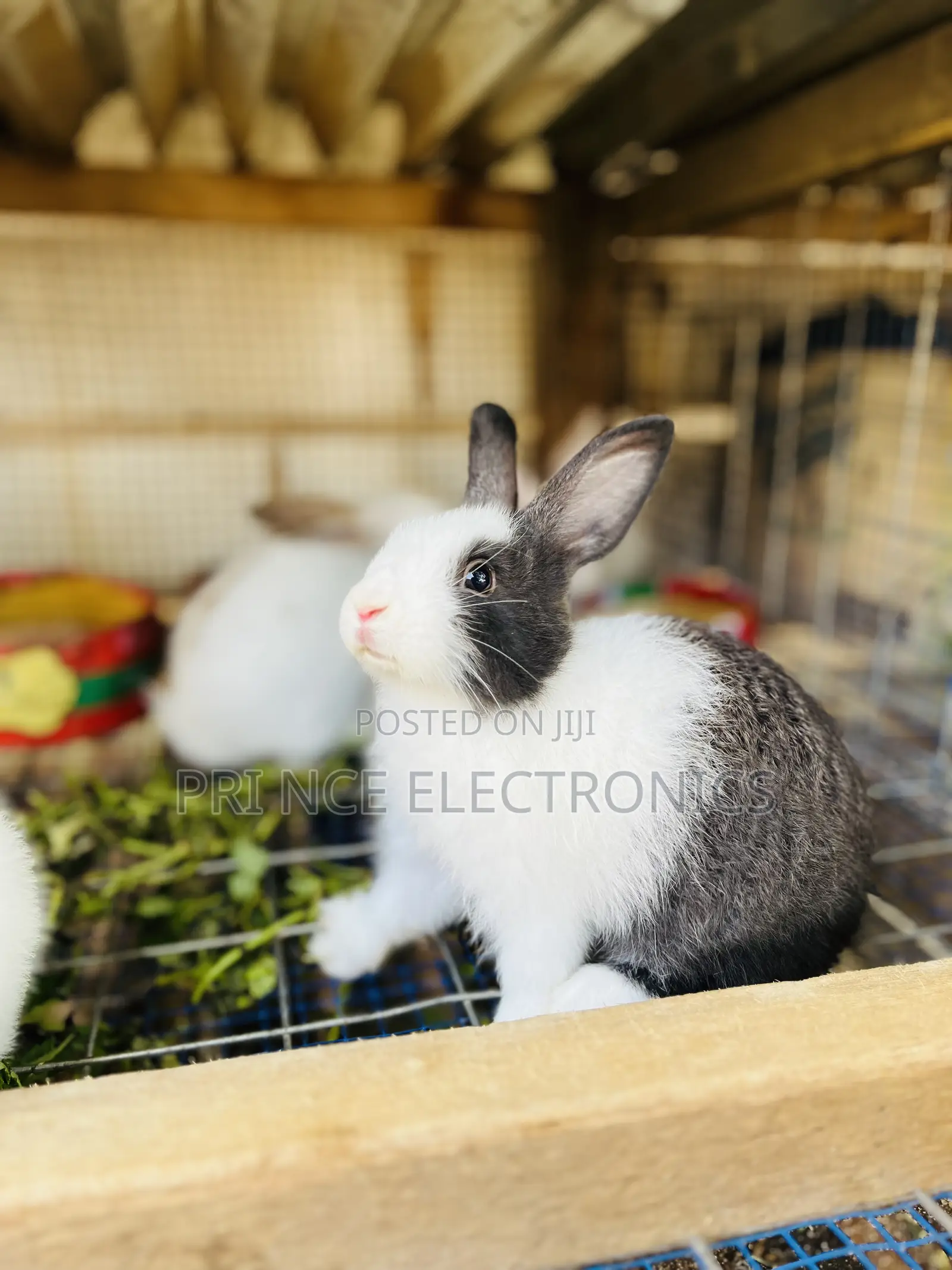 Rabbit for All