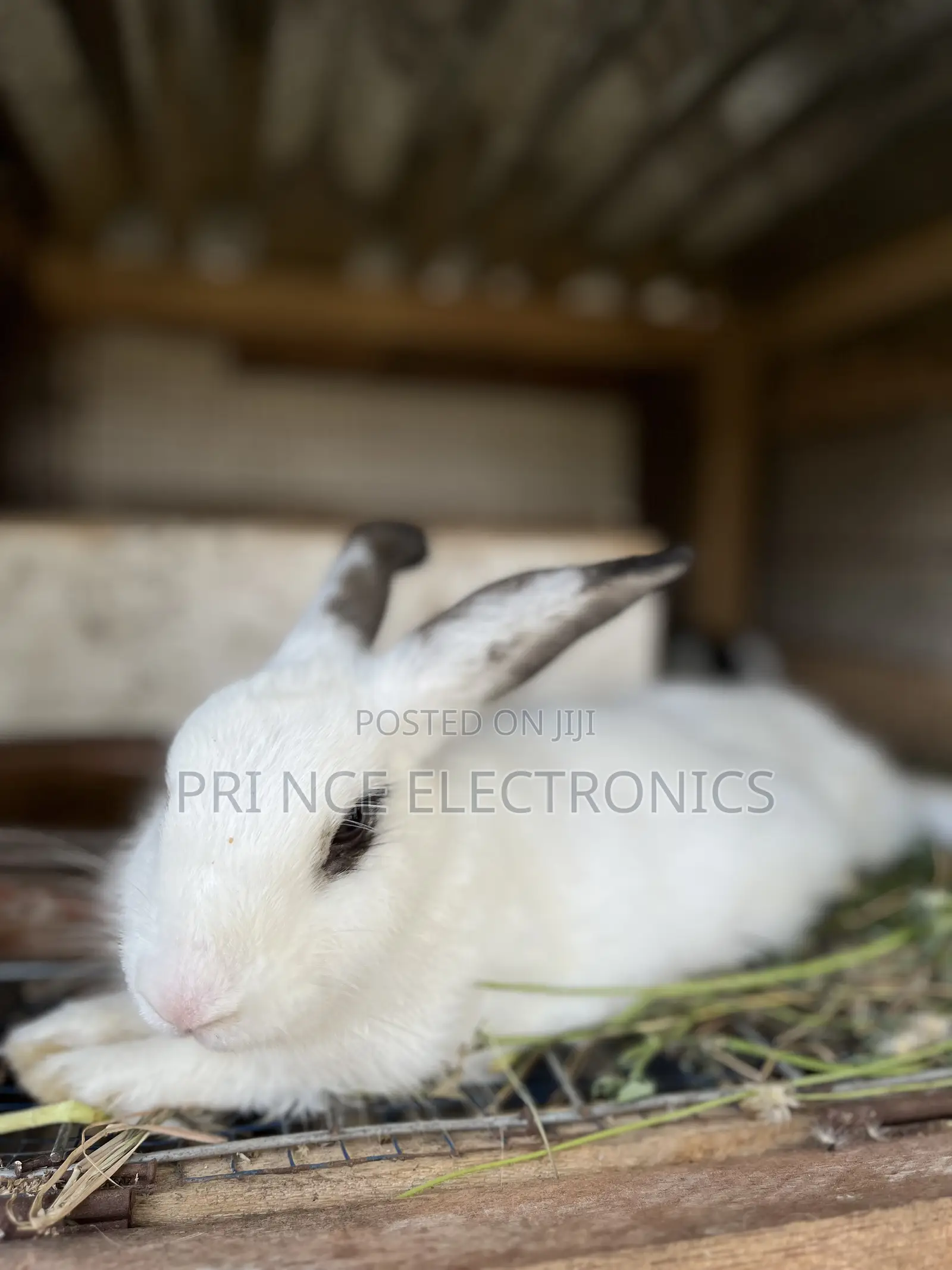 Rabbits for All