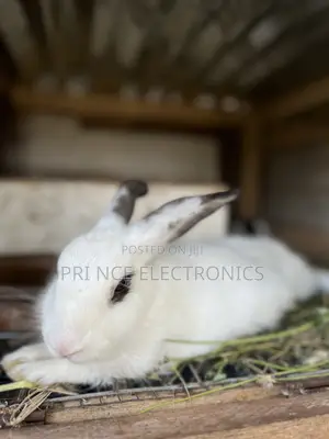 Rabbits for All