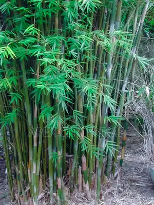 Bamboo Stalks, Horn Worth Plant,Papyrus & Many Water Plants Available