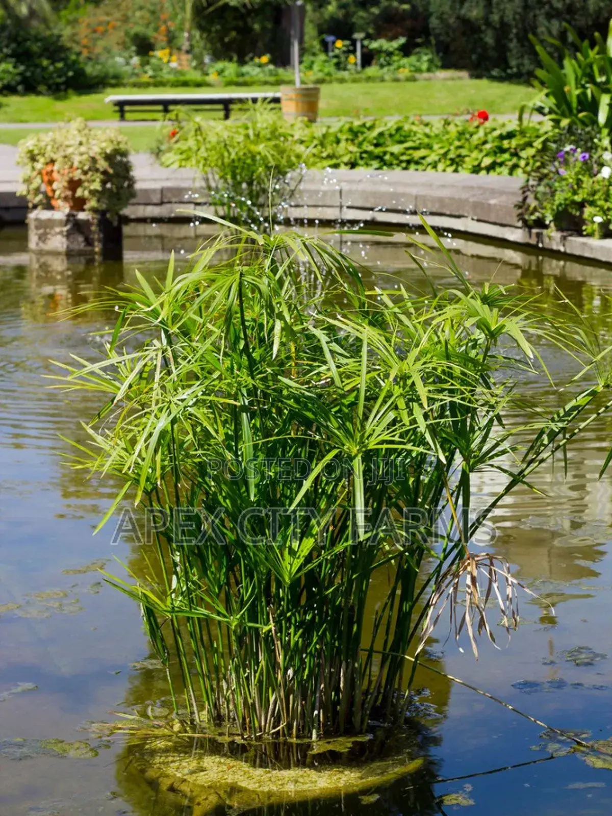 Bamboo Stalks, Horn Worth Plant,Papyrus & Many Water Plants Available