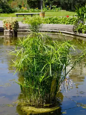 Bamboo Stalks, Horn Worth Plant,Papyrus & Many Water Plants Available