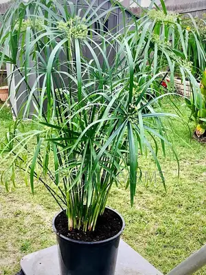 Bamboo Stalks, Horn Worth Plant,Papyrus & Many Water Plants Available