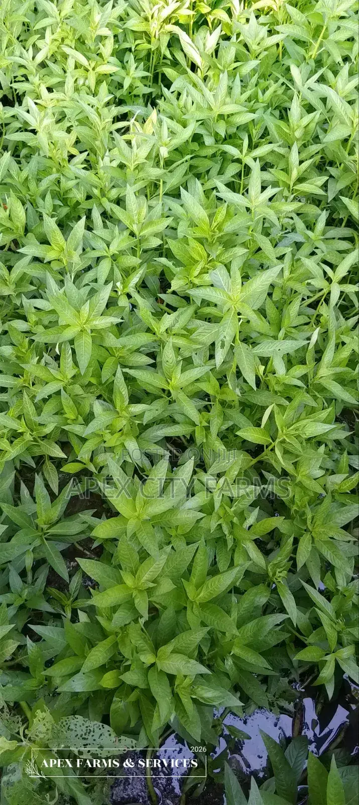 Bamboo Stalks, Horn Worth Plant,Papyrus & Many Water Plants Available