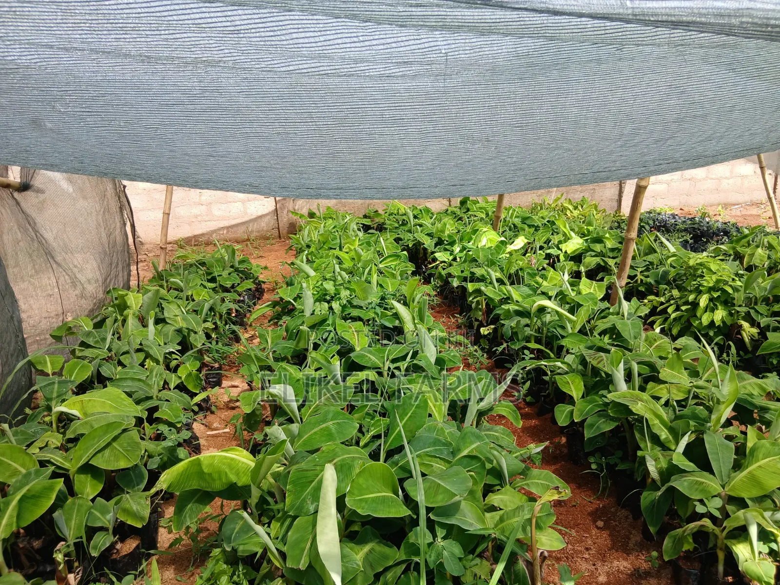 Organic Plantain and Banana Seedlings for Sale.Only Bulk Purchase