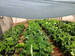 Organic Plantain and Banana Seedlings for Sale.Only Bulk Purchase
