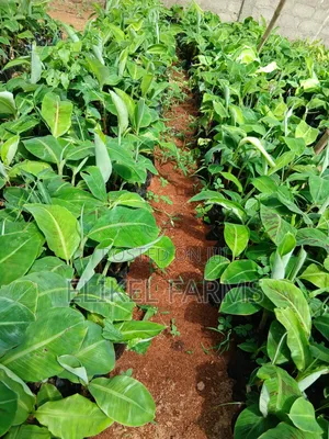 Organic Plantain and Banana Seedlings for Sale.Only Bulk Purchase