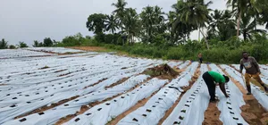 Plastic Mulch White and Black