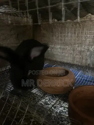 Rabbits for Sale
