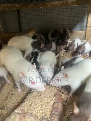 Albino Mouse or Pet Mouse
