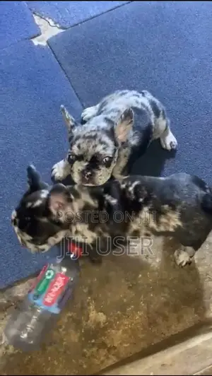 1-3 months Female Purebred French Bulldog