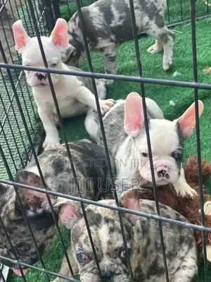 1-3 months Female Purebred French Bulldog