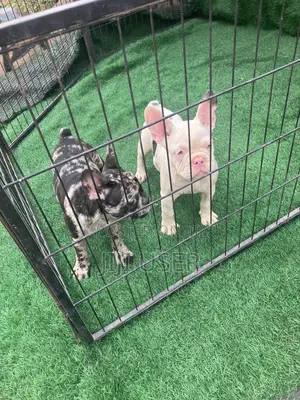 1-3 months Female Purebred French Bulldog