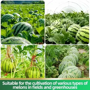 Watermelon Special Fertilizers