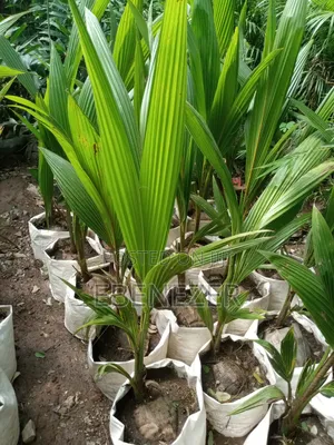 Coconut Tree