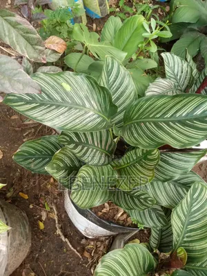 Calathia Flower
