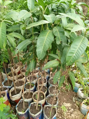 Mongo Tree