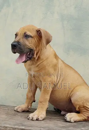 1-3 months Female Purebred Boerboel