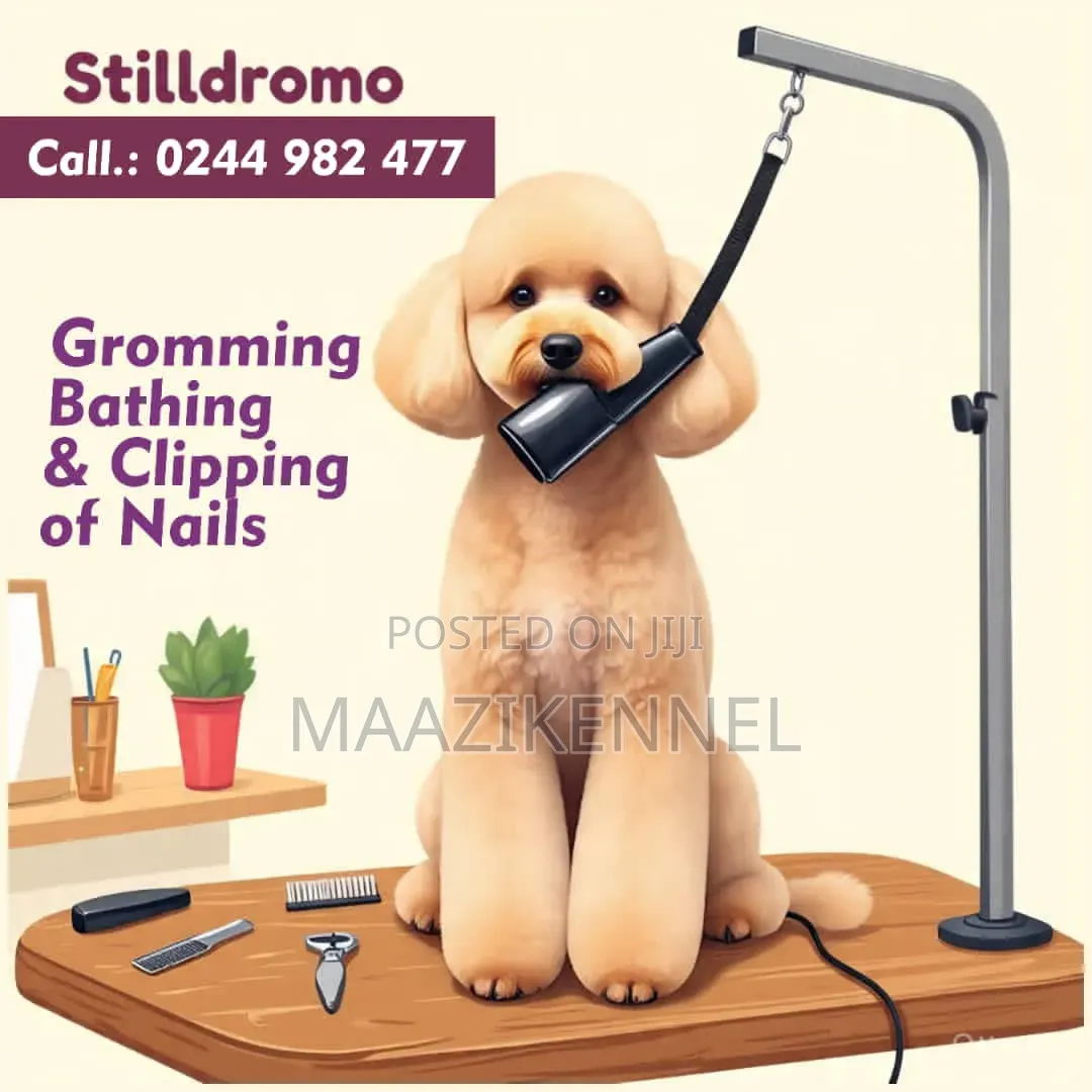 Stilldromo