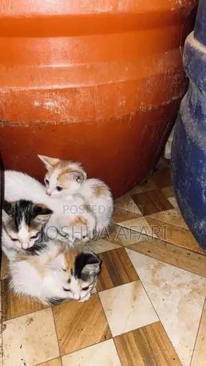 1-3 months Female Purebred Cat