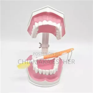 Medical Model Dental Teeth