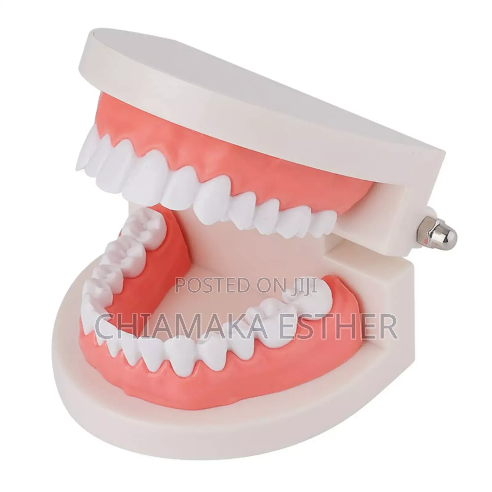 Medical Model Dental Teeth
