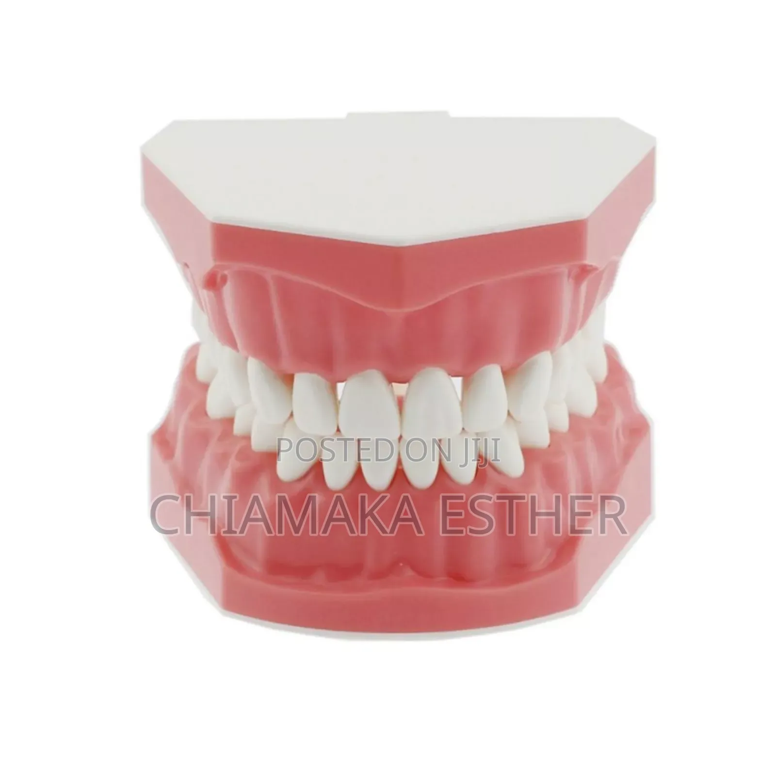 Medical Model Dental Teeth