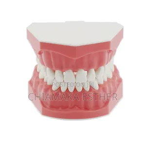 Medical Model Dental Teeth