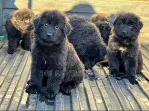 1-3 months Male Purebred German Shepherd