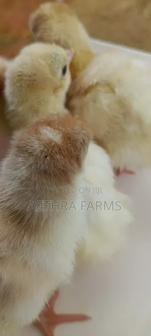Day Old Turkey Poults (BBB/BBW)