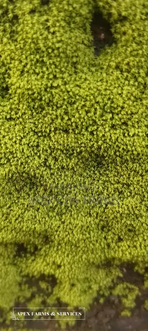 Moss for Flower Pots,Home Decorations, Crafters in Ghana