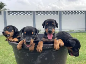 3-6 months Male Mixed Breed Rottweiler