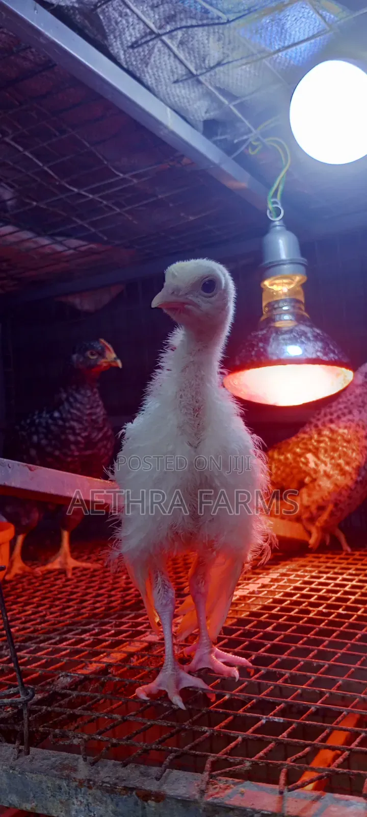 Day Old Turkey Poults (BBB/BBW)