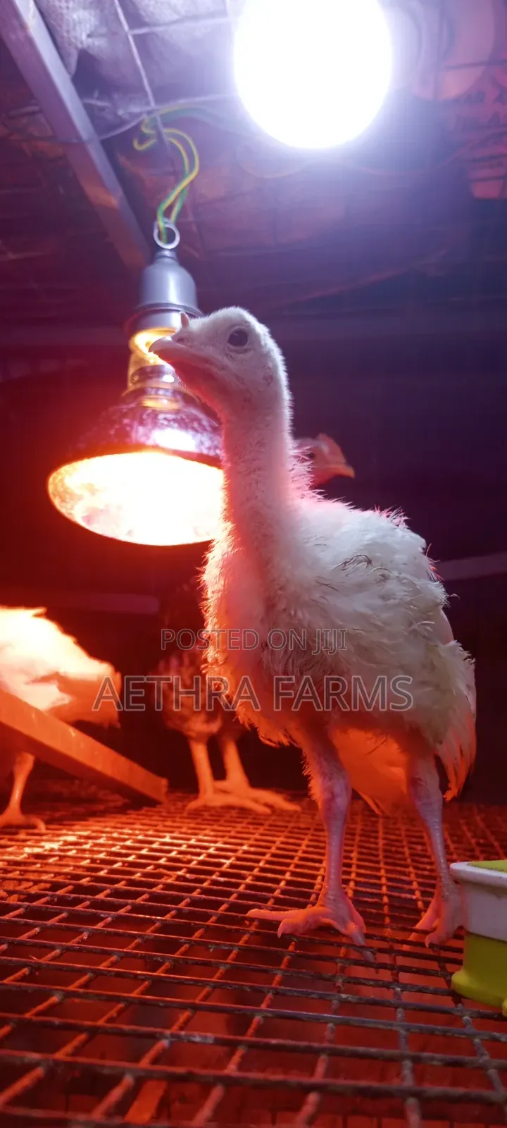 Day Old Turkey Poults (BBB/BBW)