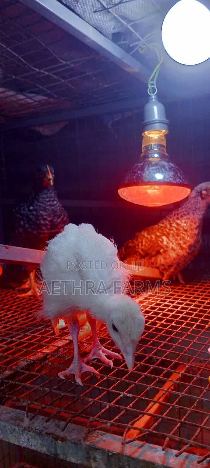 Day Old Turkey Poults (BBB/BBW)