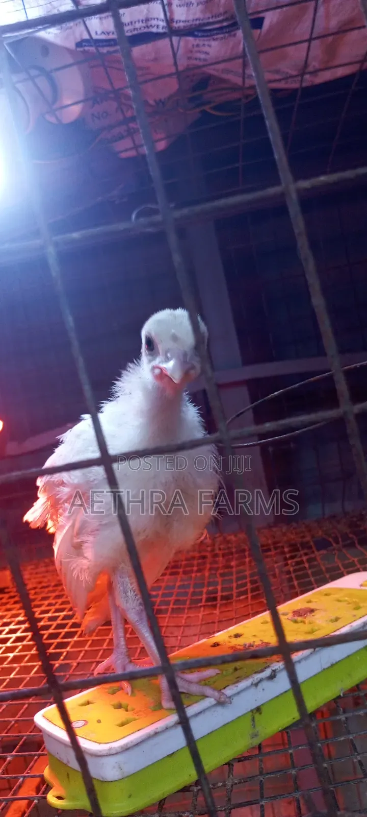 Day Old Turkey Poults (BBB/BBW)