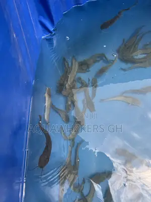 Start Your Fish Farming Journey With Ourpackages