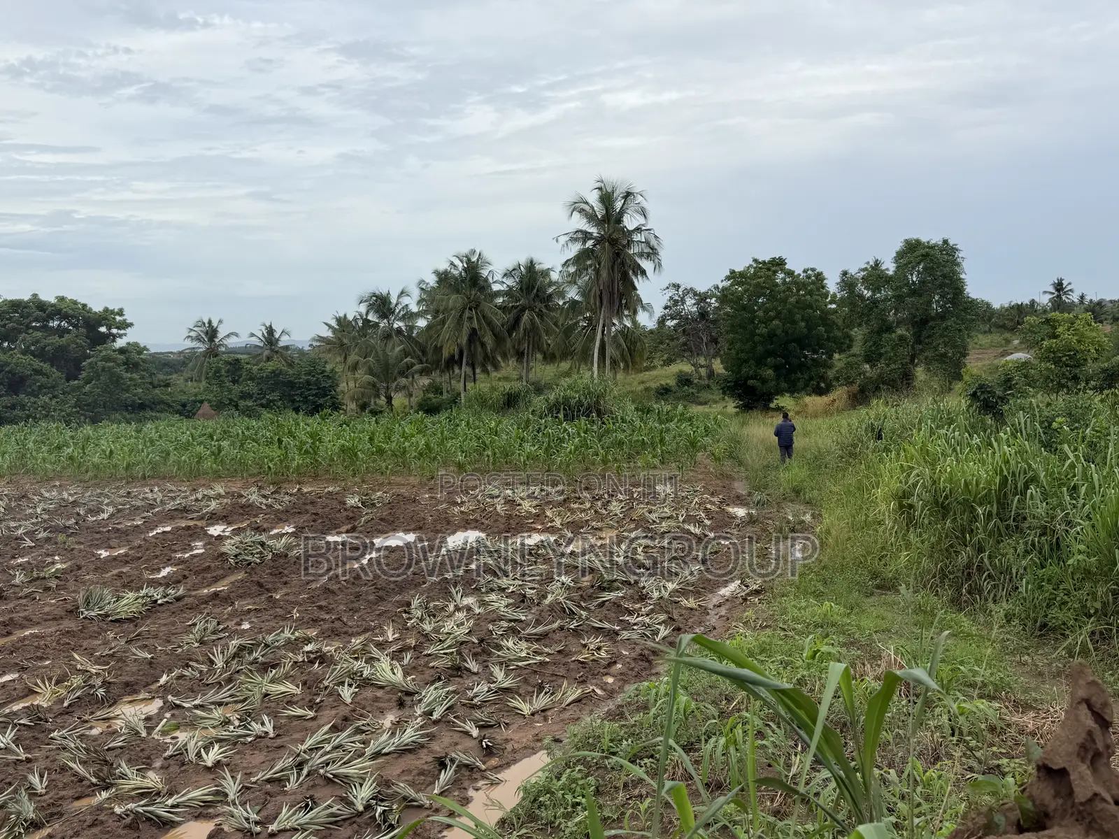 2 Plots at Hunese