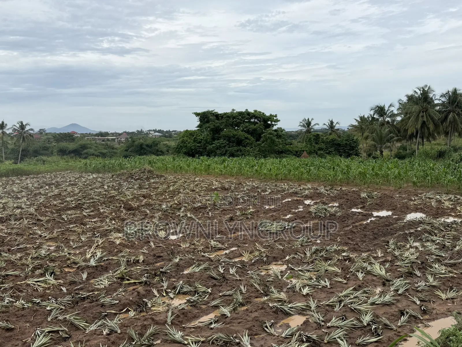 2 Plots at Hunese