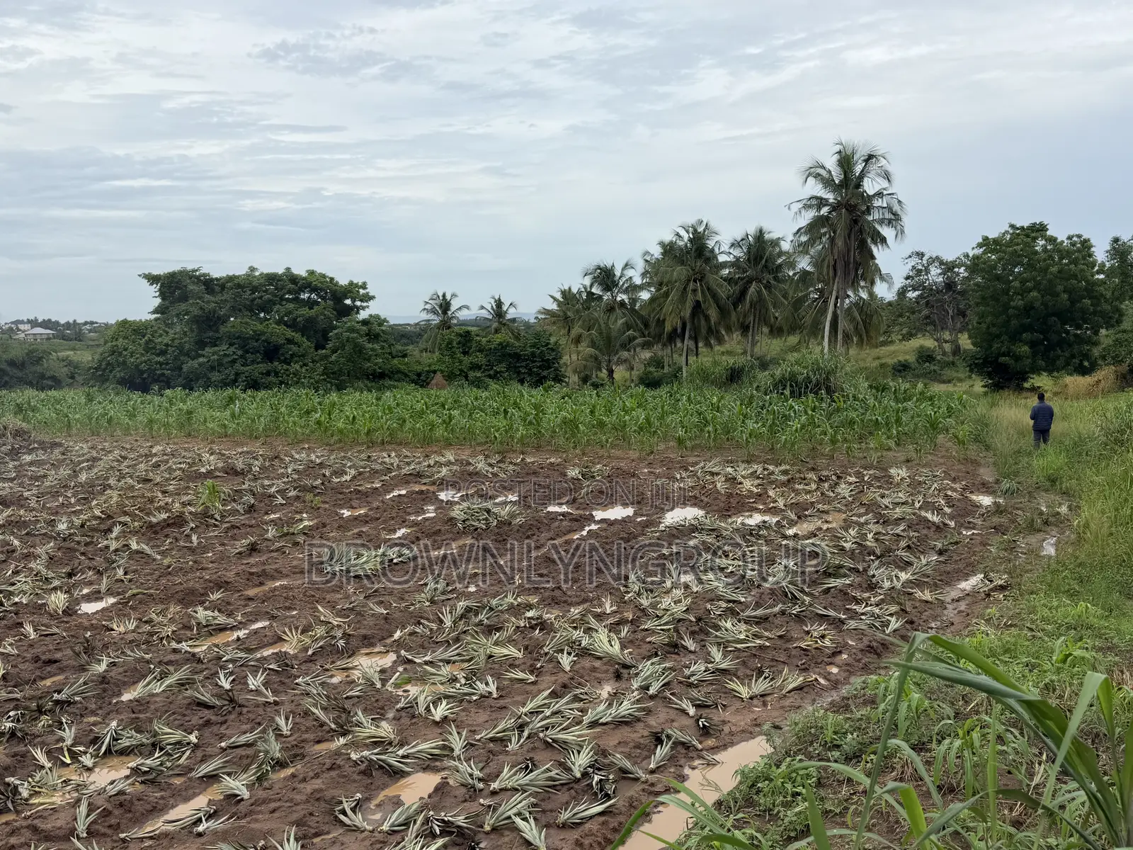 2 Plots at Hunese