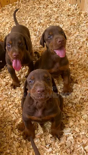 1-3 months Male Purebred Doberman Pinscher