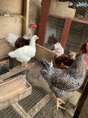 Matured Local Fowls
