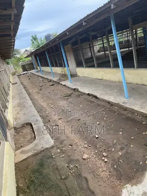 Poultry Farm Pens Available for Rent