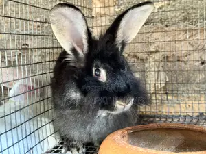 Healthy Pregnant Rabbit