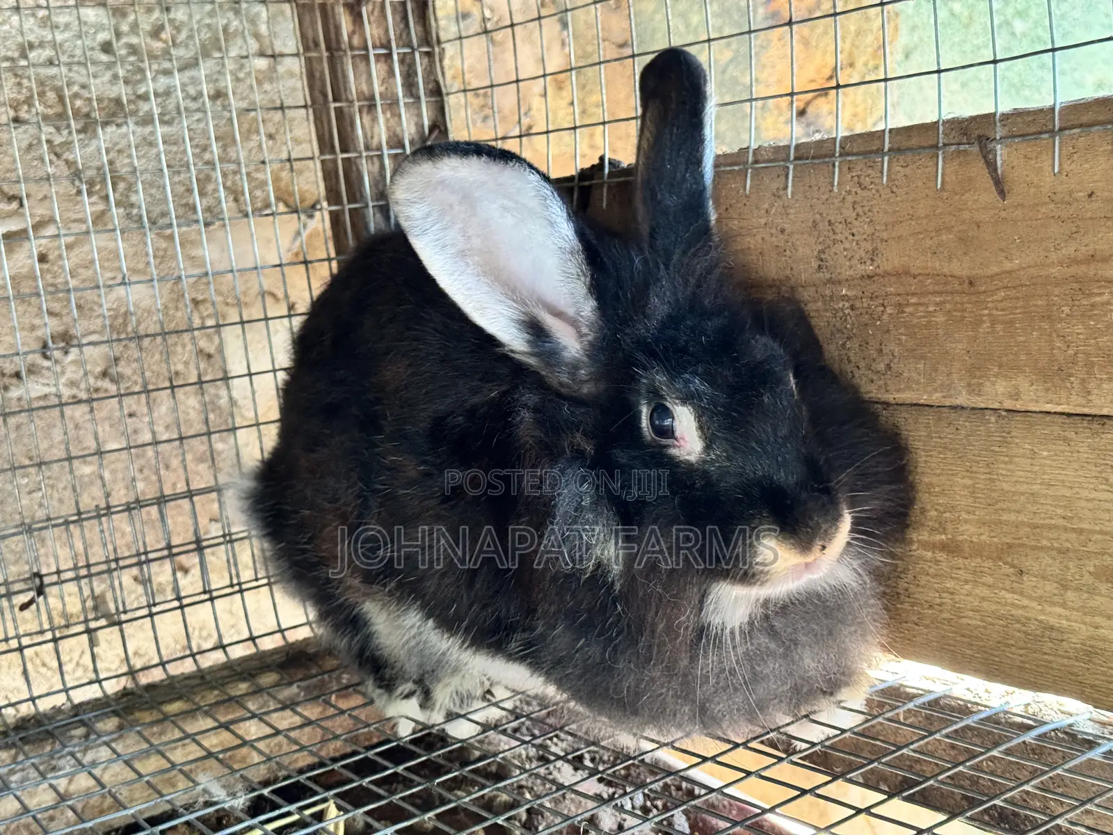 Healthy Pregnant Rabbit