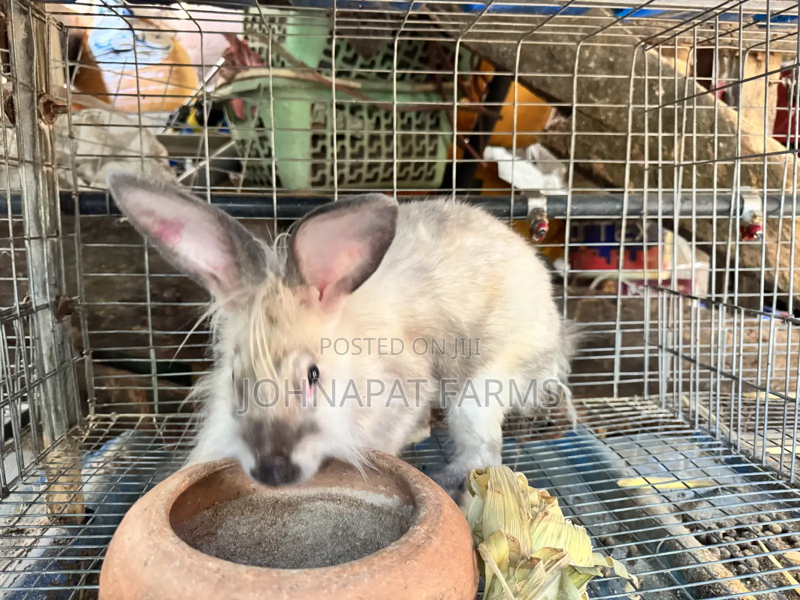 Healthy Pregnant Rabbit